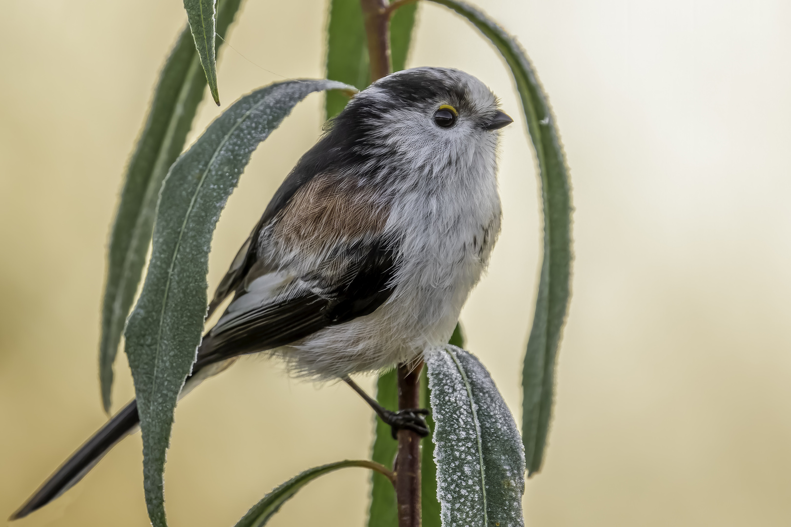 Schwanzmeise (Aegithalos caudatus)