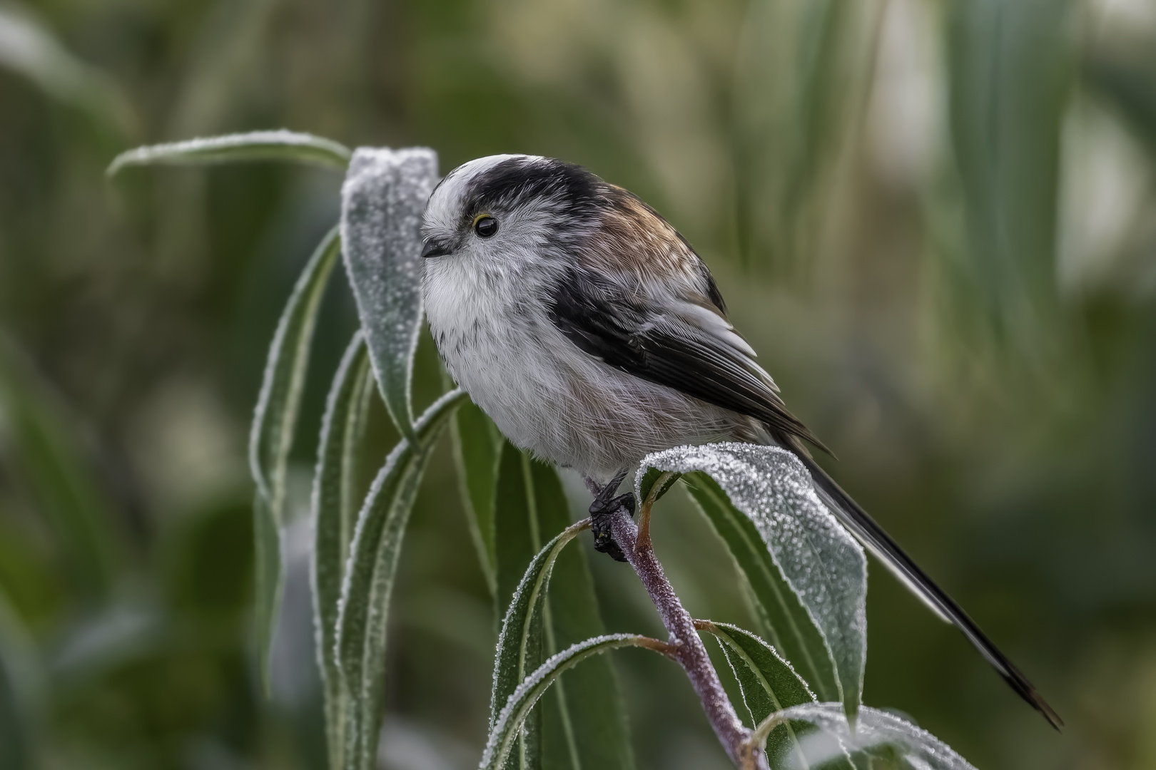 Schwanzmeise (Aegithalos caudatus)