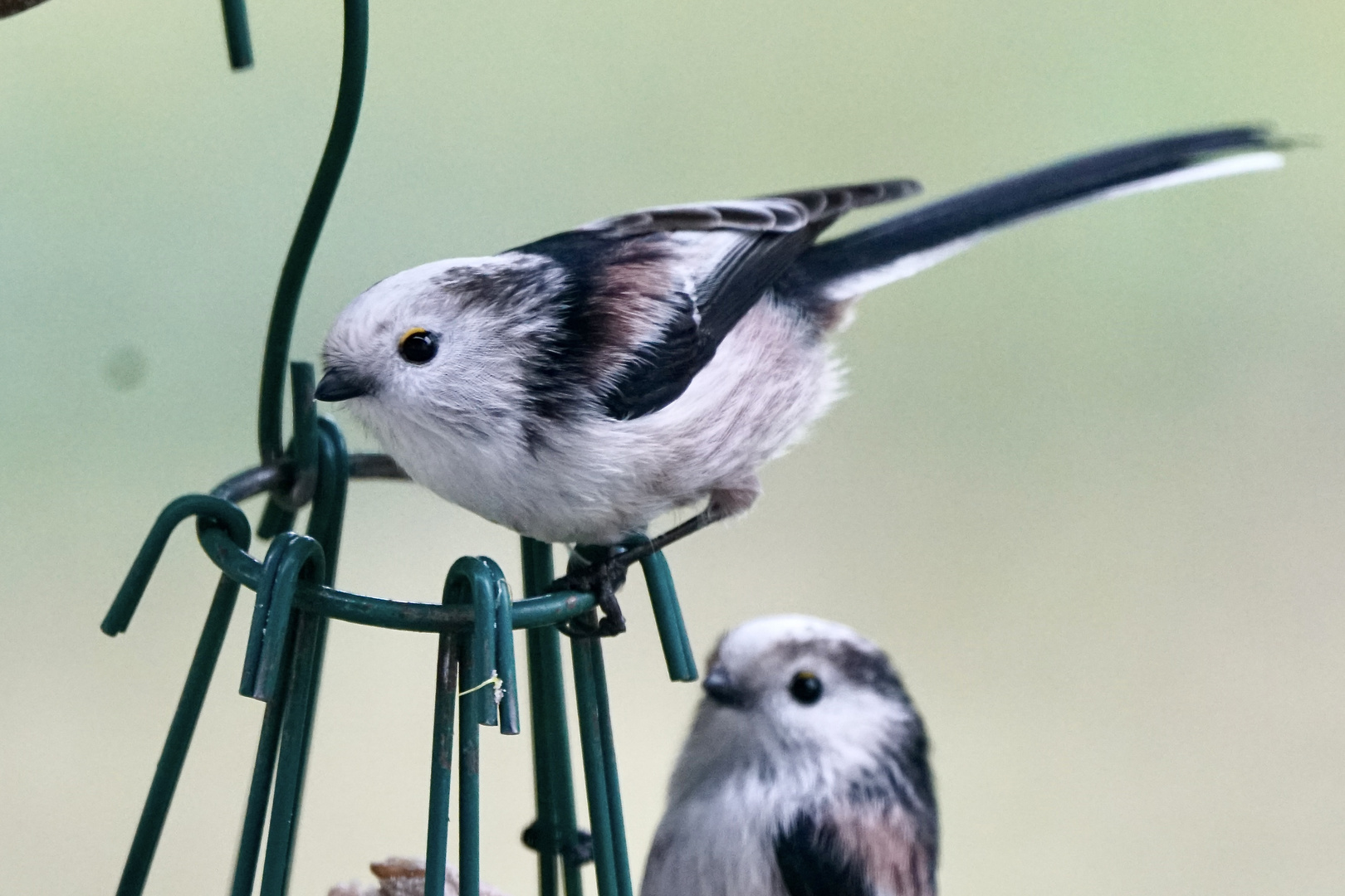 Schwanzmeise (Aegithalos caudatus)