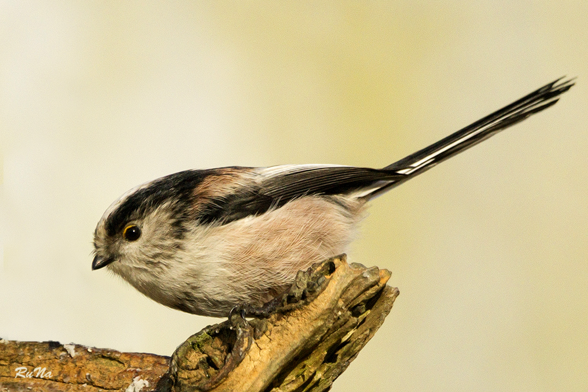 Schwanzmeise - Aegithalos caudatus