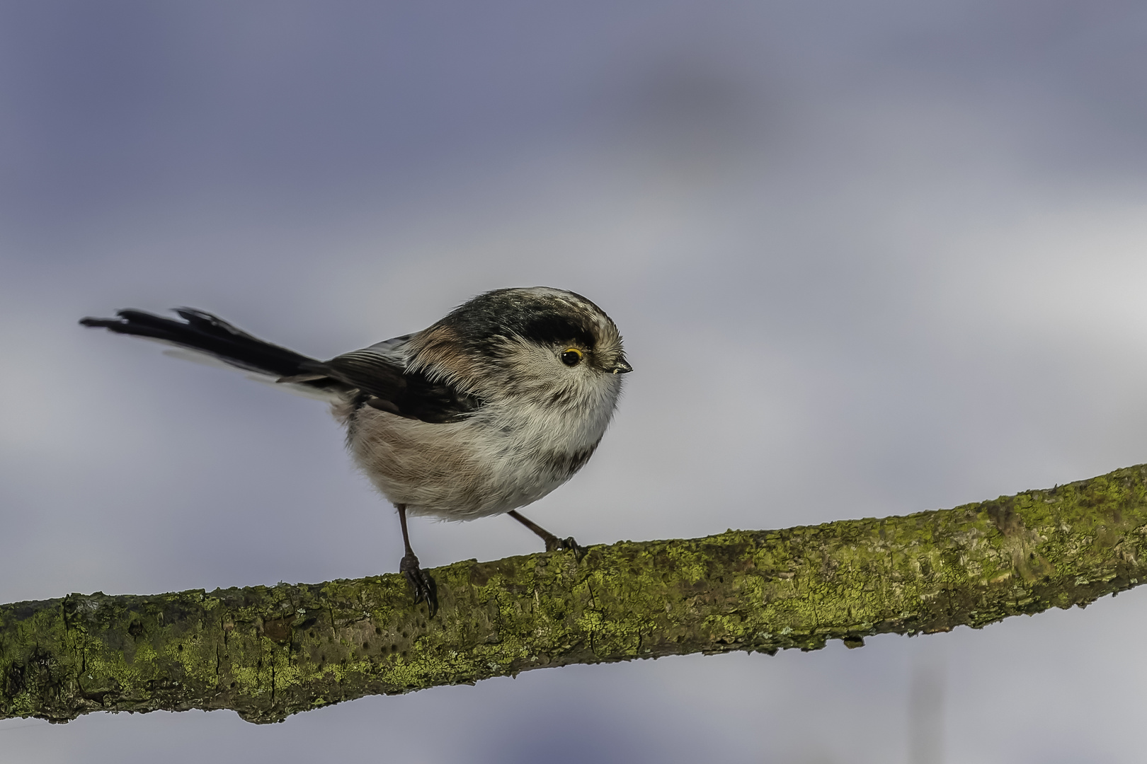 Schwanzmeise (Aegithalos caudatus)