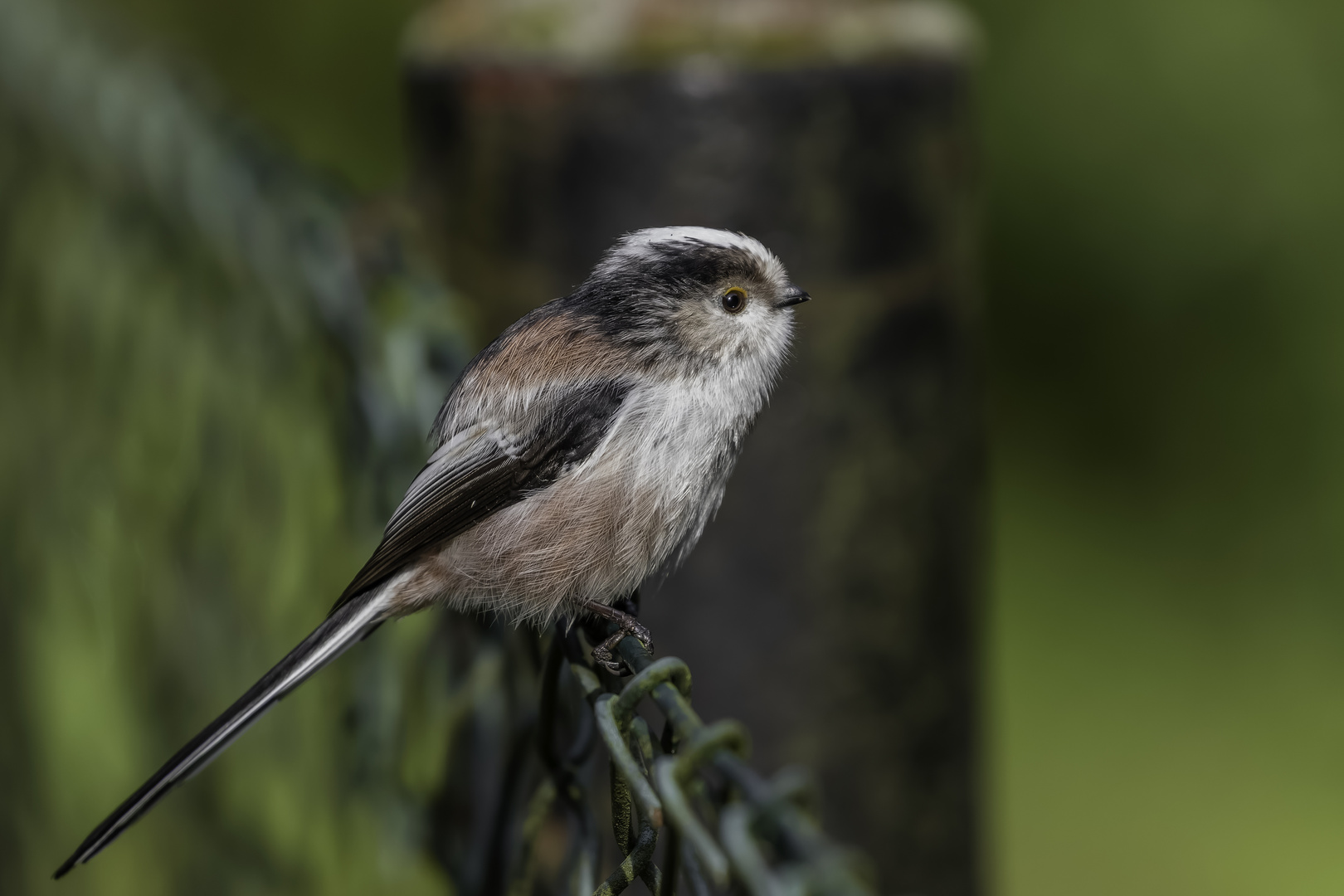 Schwanzmeise (Aegithalos caudatus)