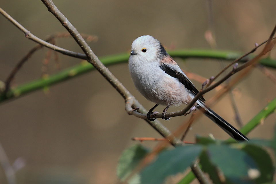 Schwanzmeise - Aegithalos caudatus