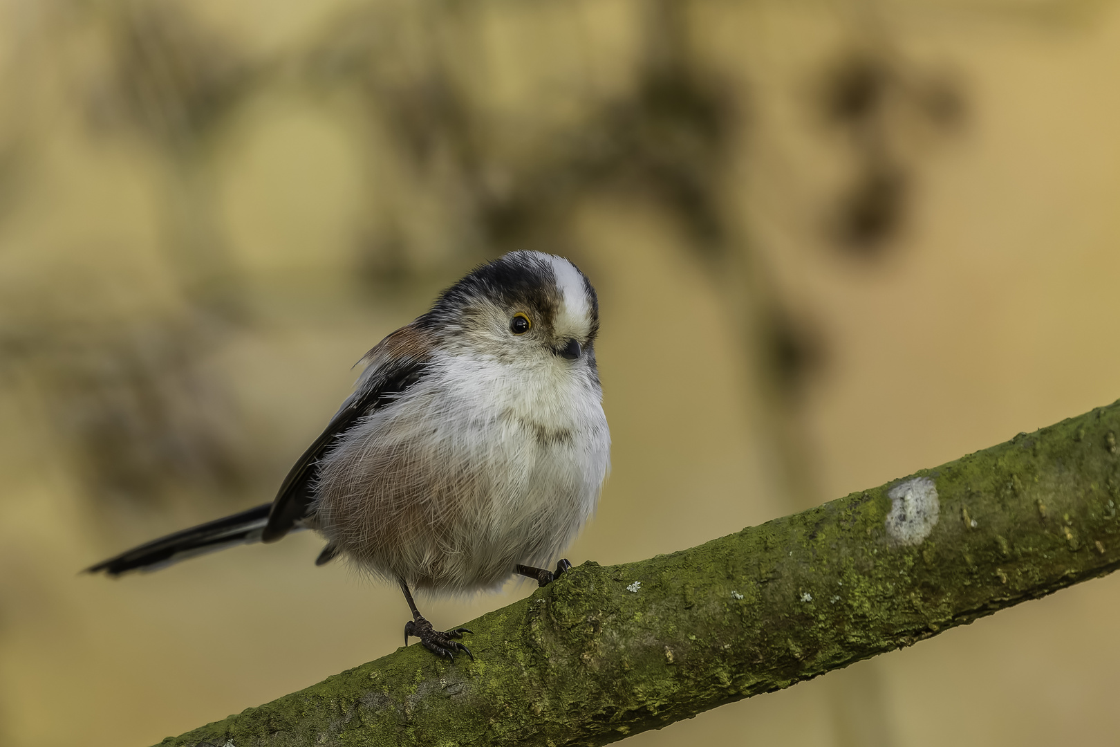 Schwanzmeise (Aegithalos caudatus)