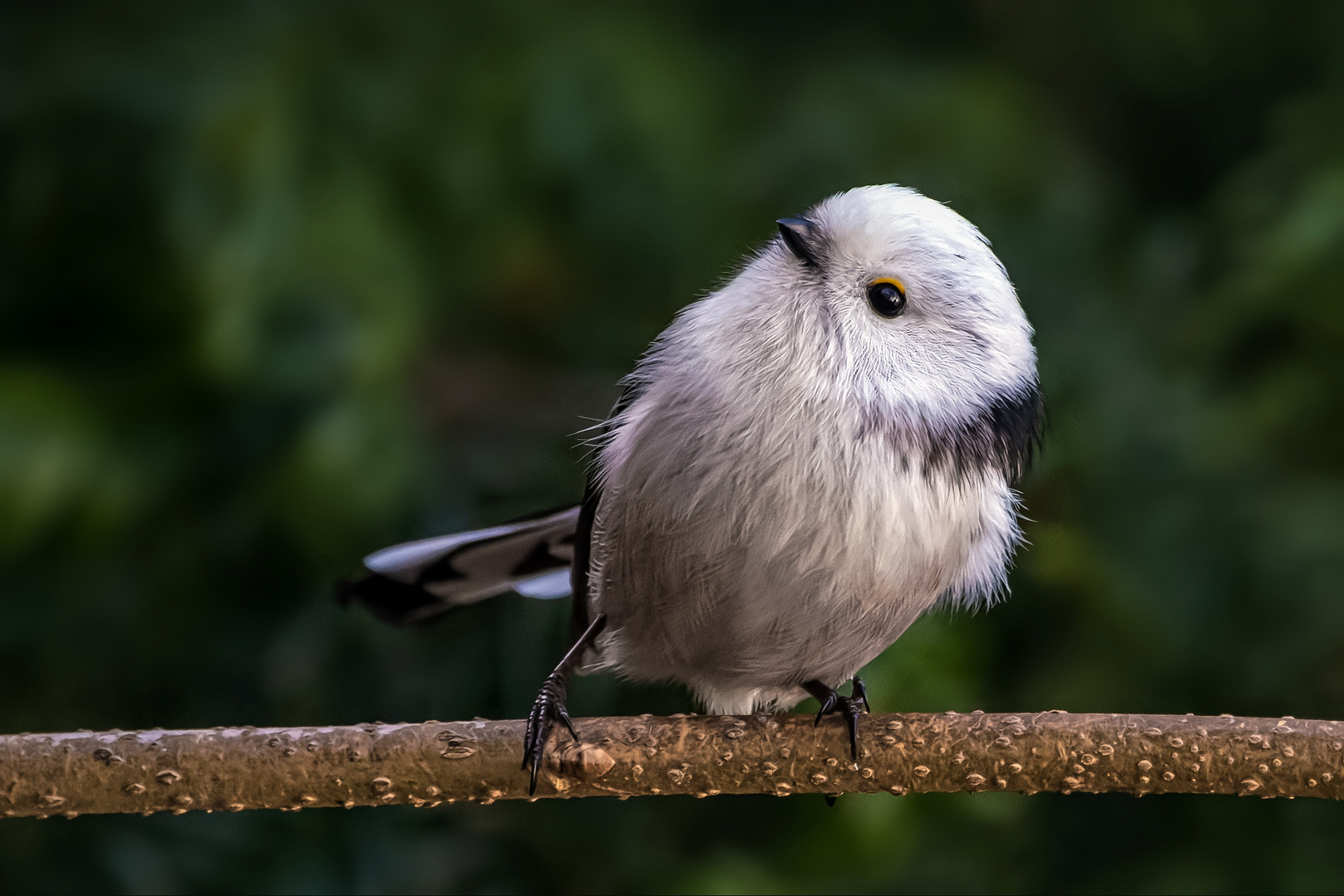 Schwanzmeise (Aegithalos caudatus)