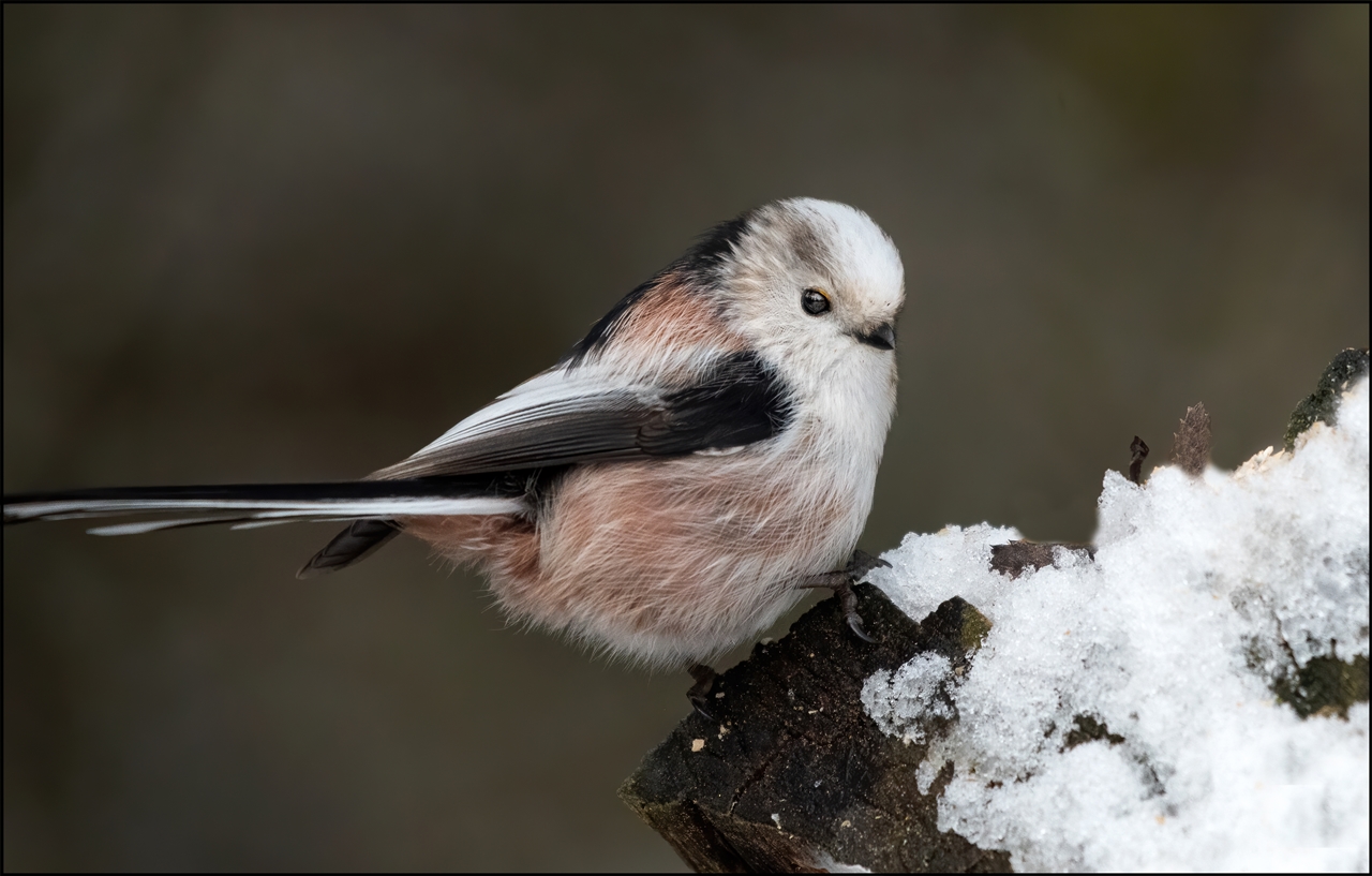 Schwanzmeise ( Aegithalos caudatus )