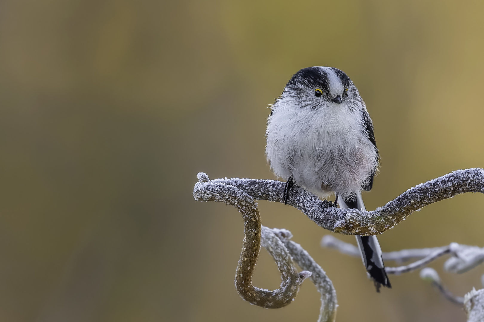 Schwanzmeise (Aegithalos caudatus)