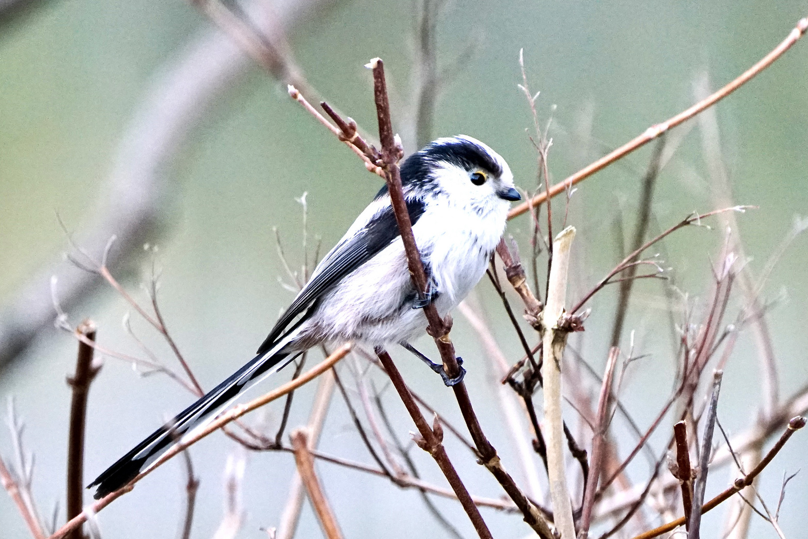 Schwanzmeise (Aegithalos caudatus)