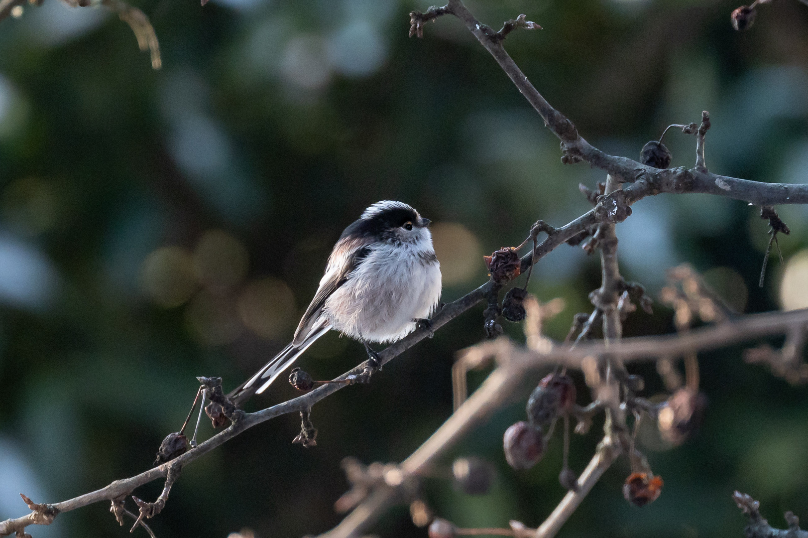 Schwanzmeise- Aegithalos caudatus