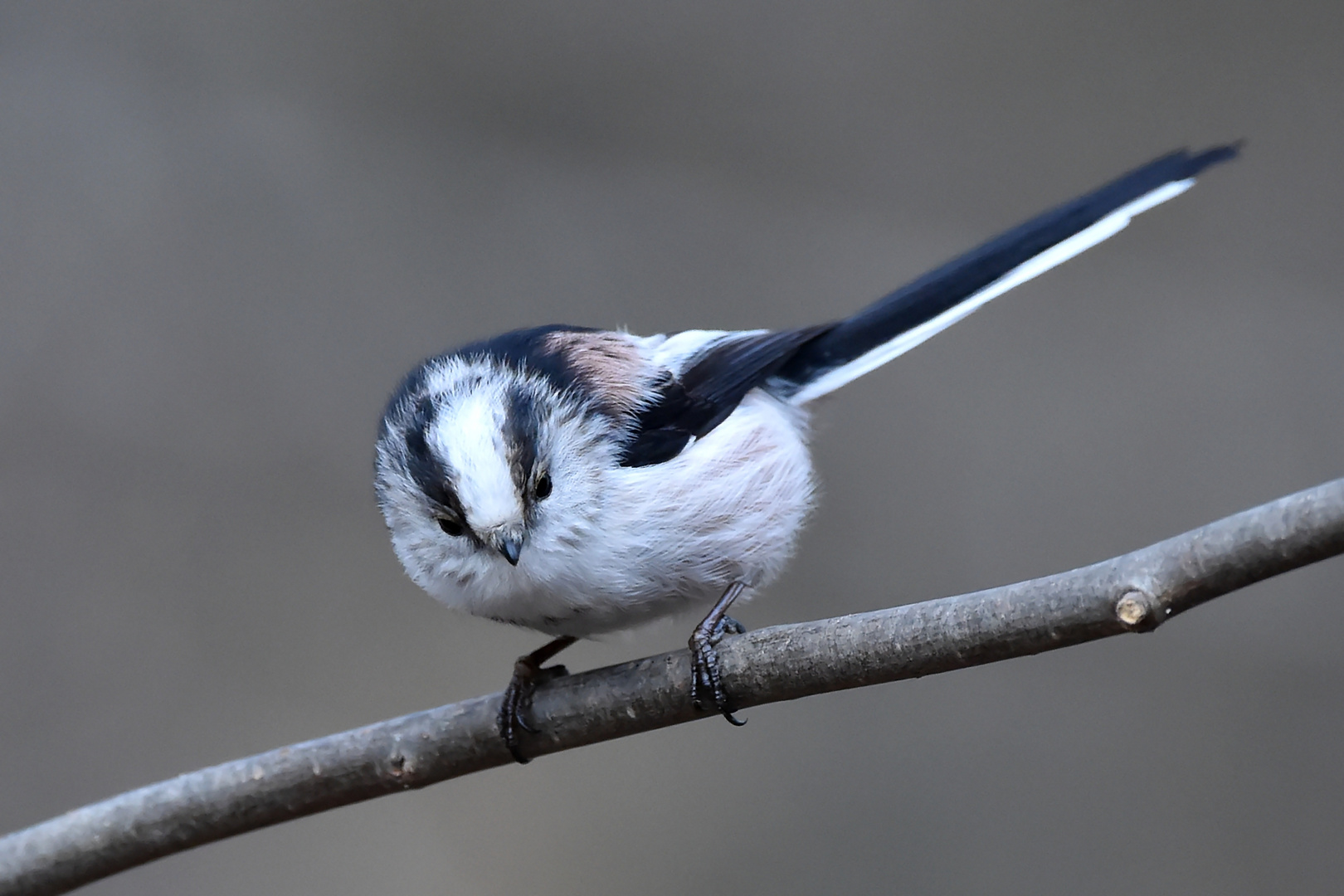 Schwanzmeise (Aegithalos caudatus)