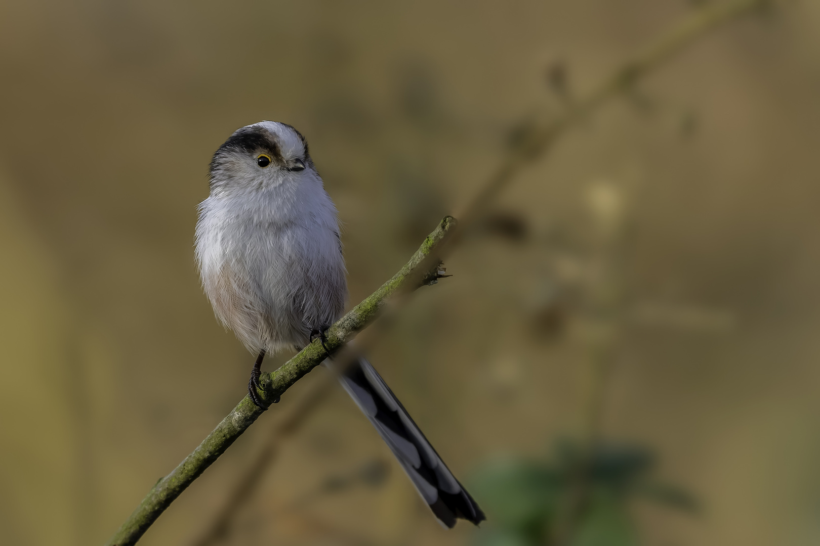 Schwanzmeise (Aegithalos caudatus)