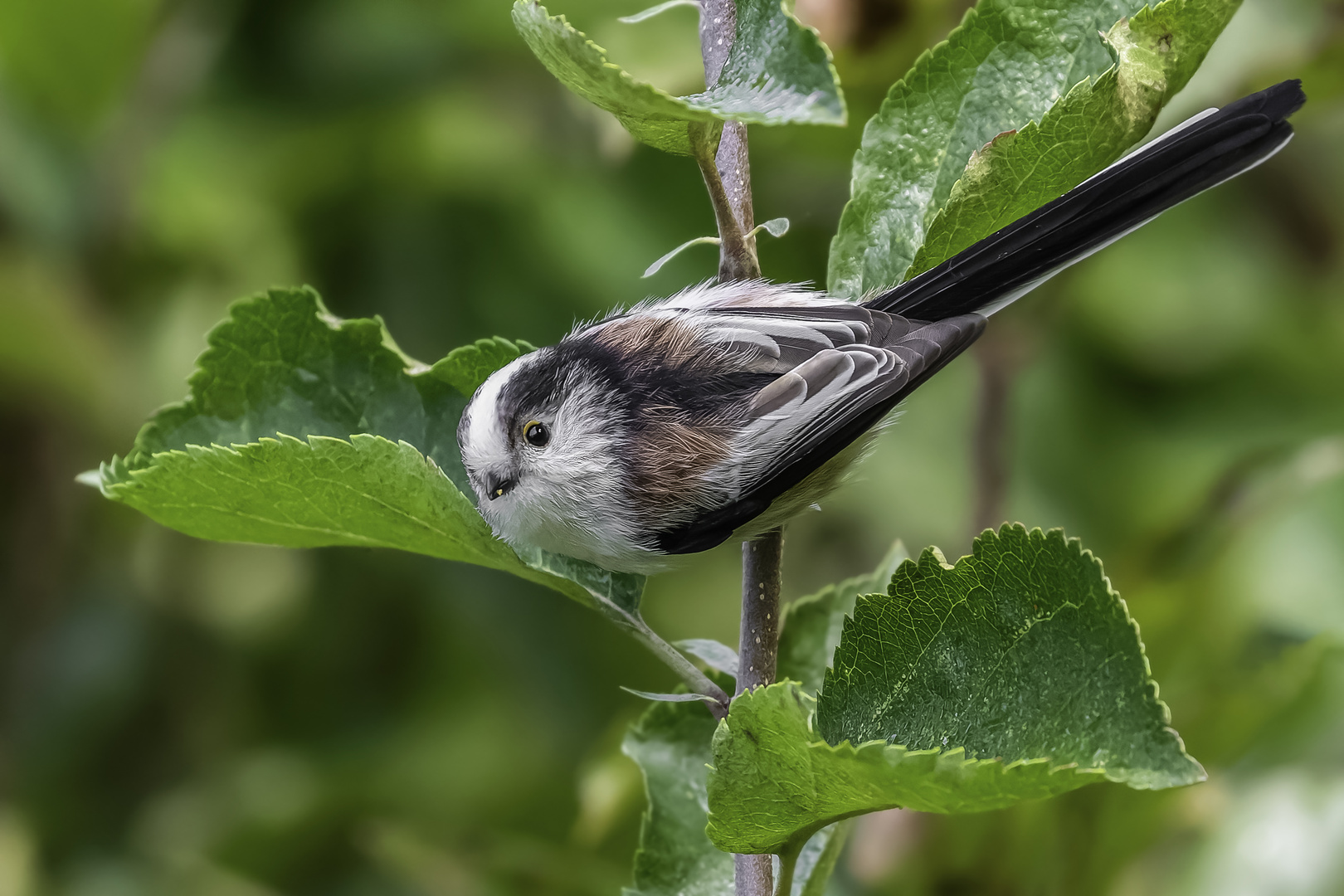 Schwanzmeise (Aegithalos caudatus)