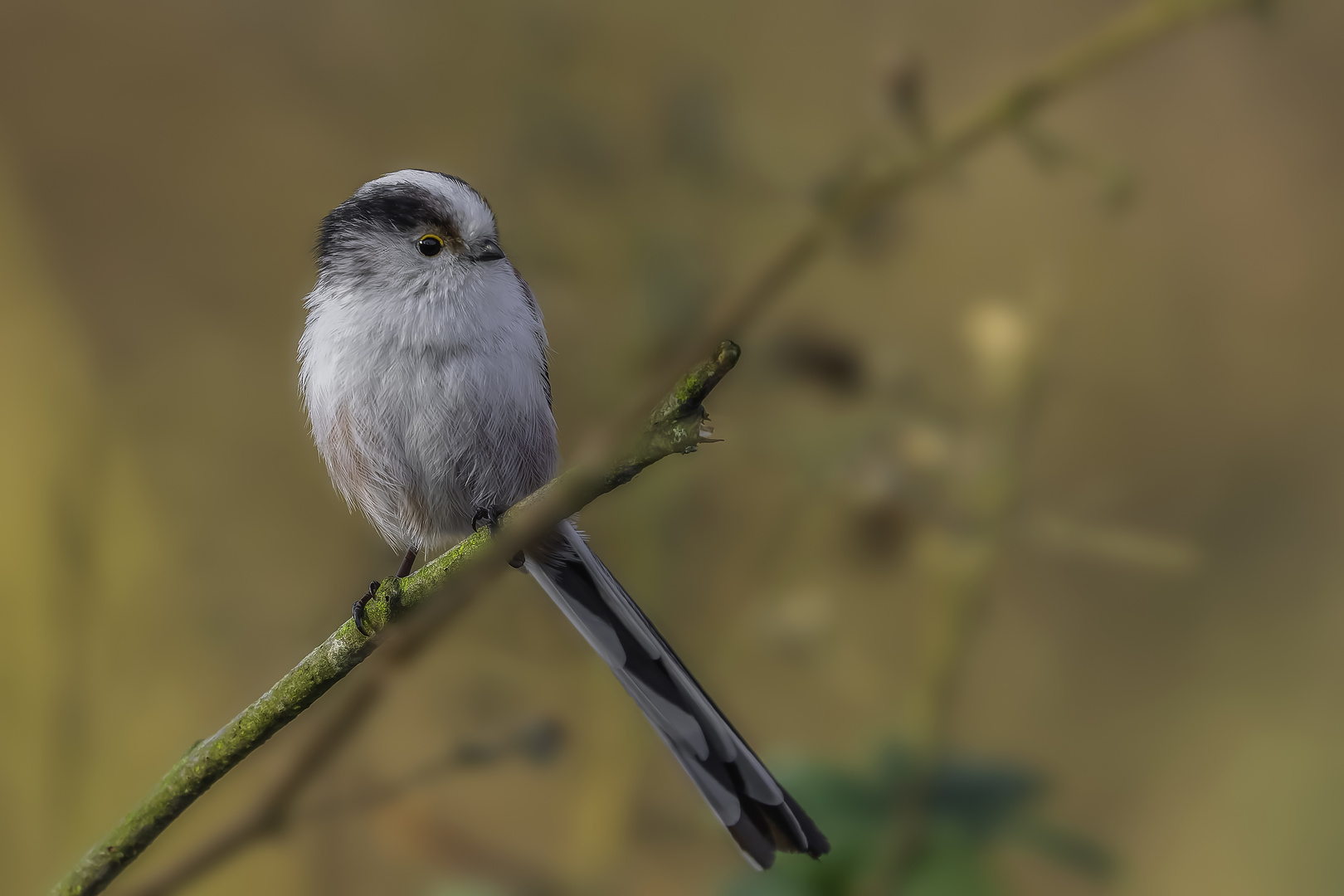 Schwanzmeise (Aegithalos caudatus)