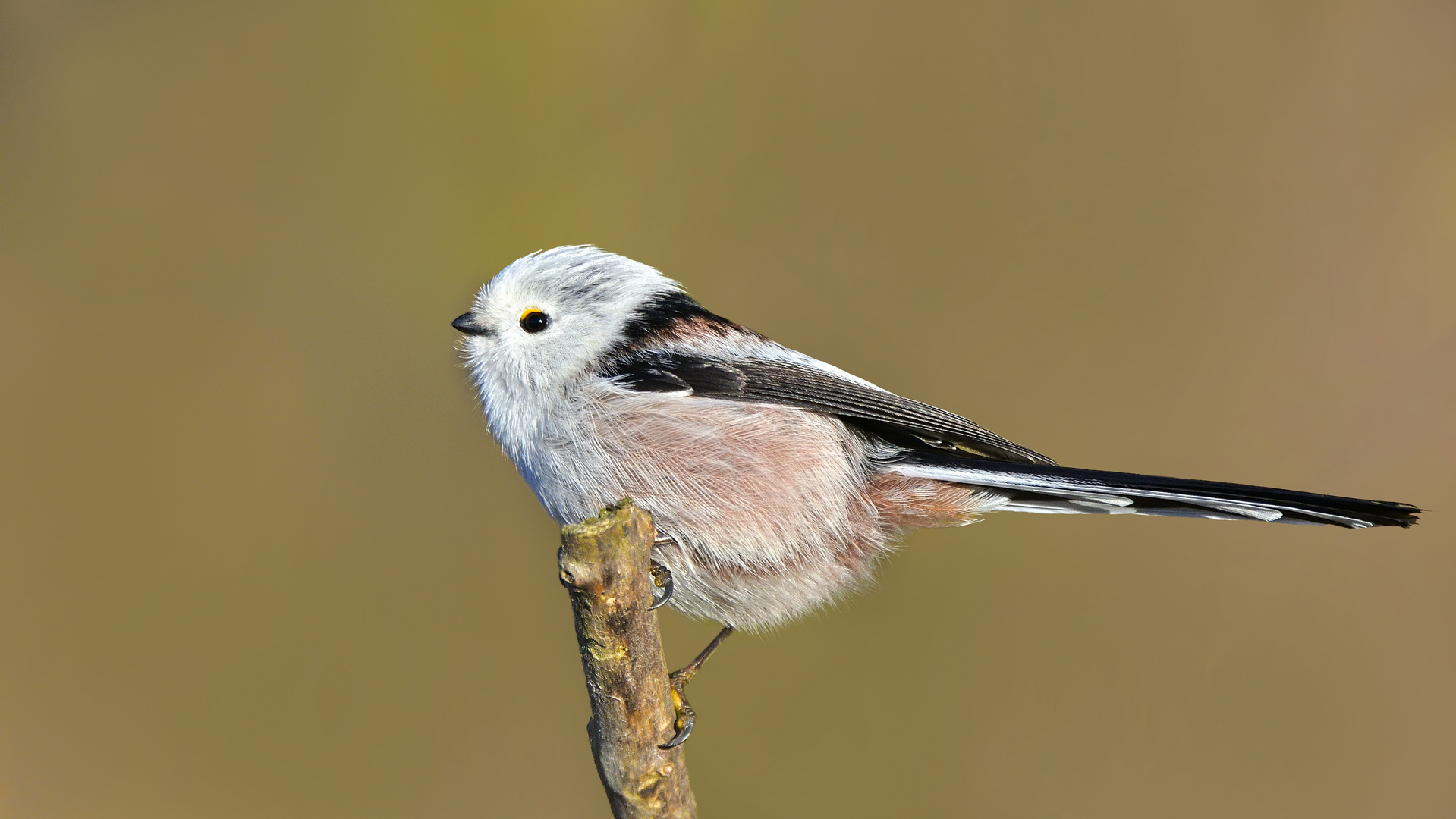 Schwanzmeise (Aegithalos caudatus)