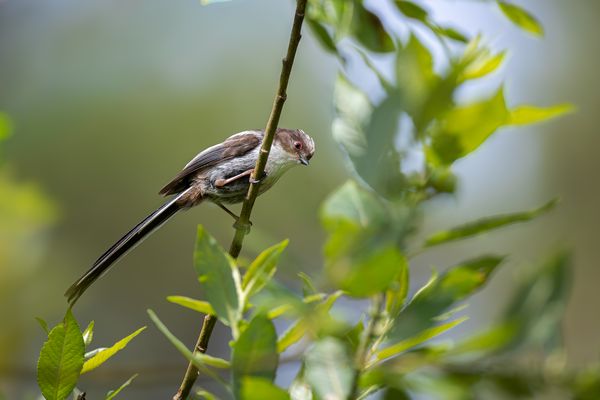 Schwanzmeise( Aegithalos caudatus)