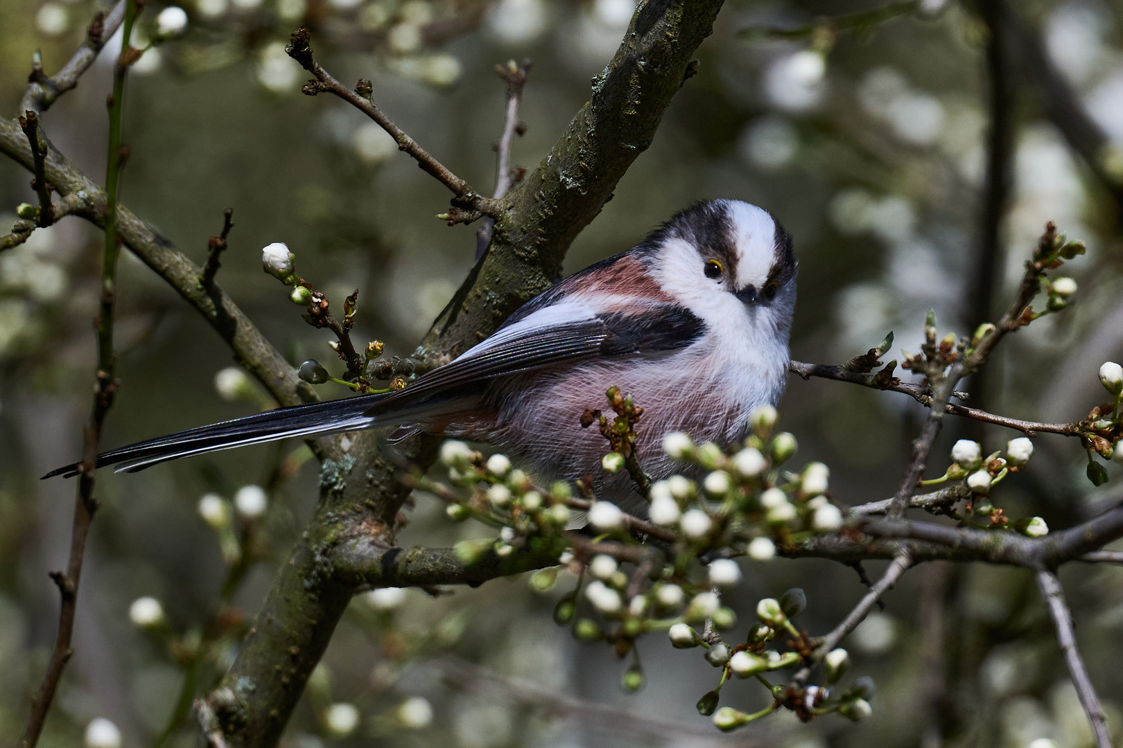 Schwanzmeise (Aegithalos caudatus)