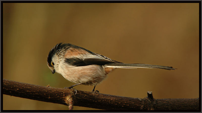 Schwanzmeise (Aegithalos caudatus)...