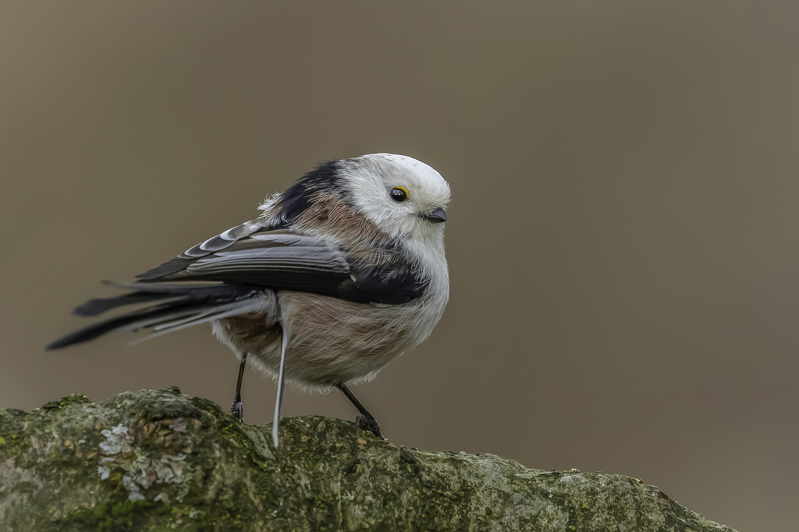 Schwanzmeise (Aegithalos caudatus)