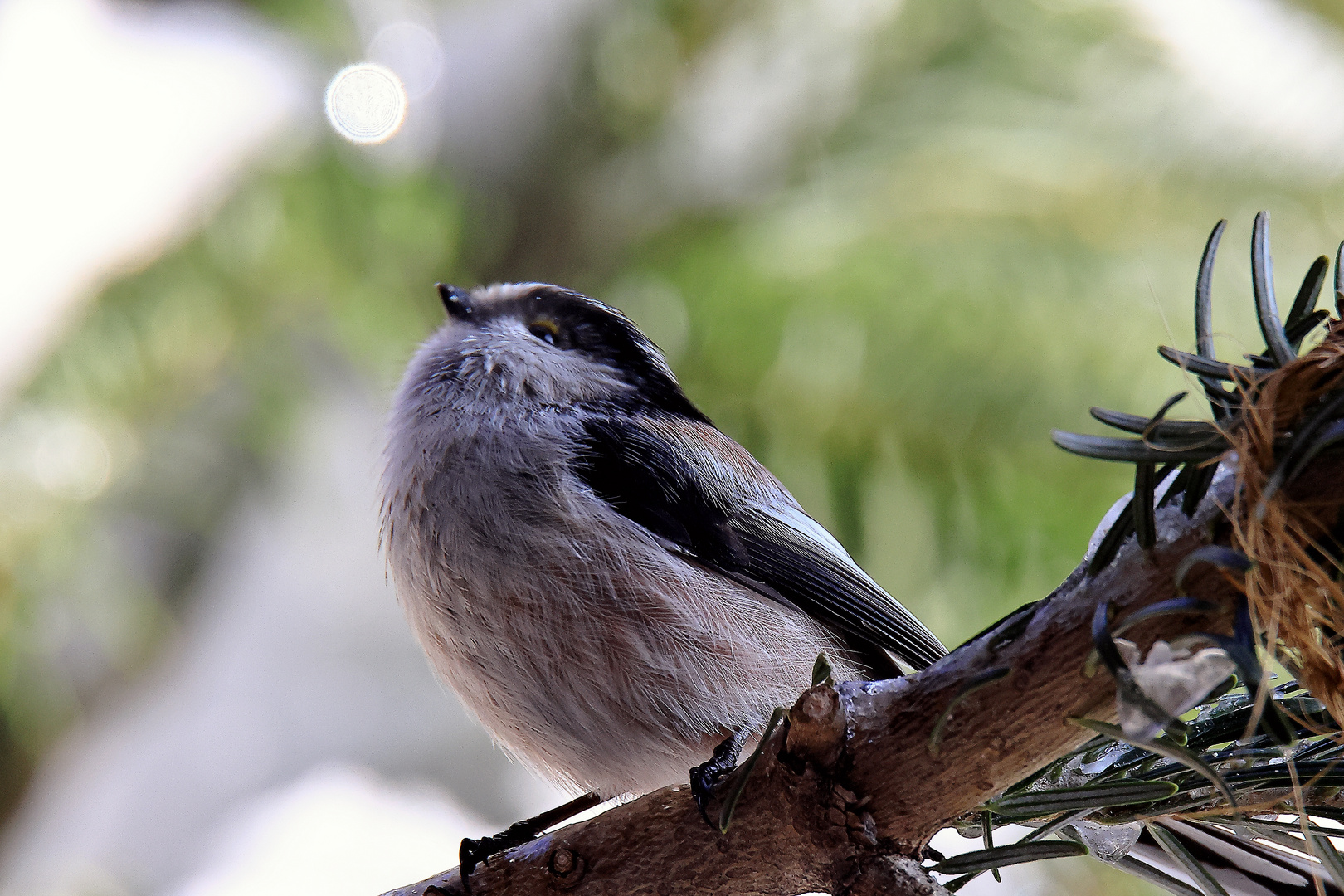 Schwanzmeise Aegithalos caudatus