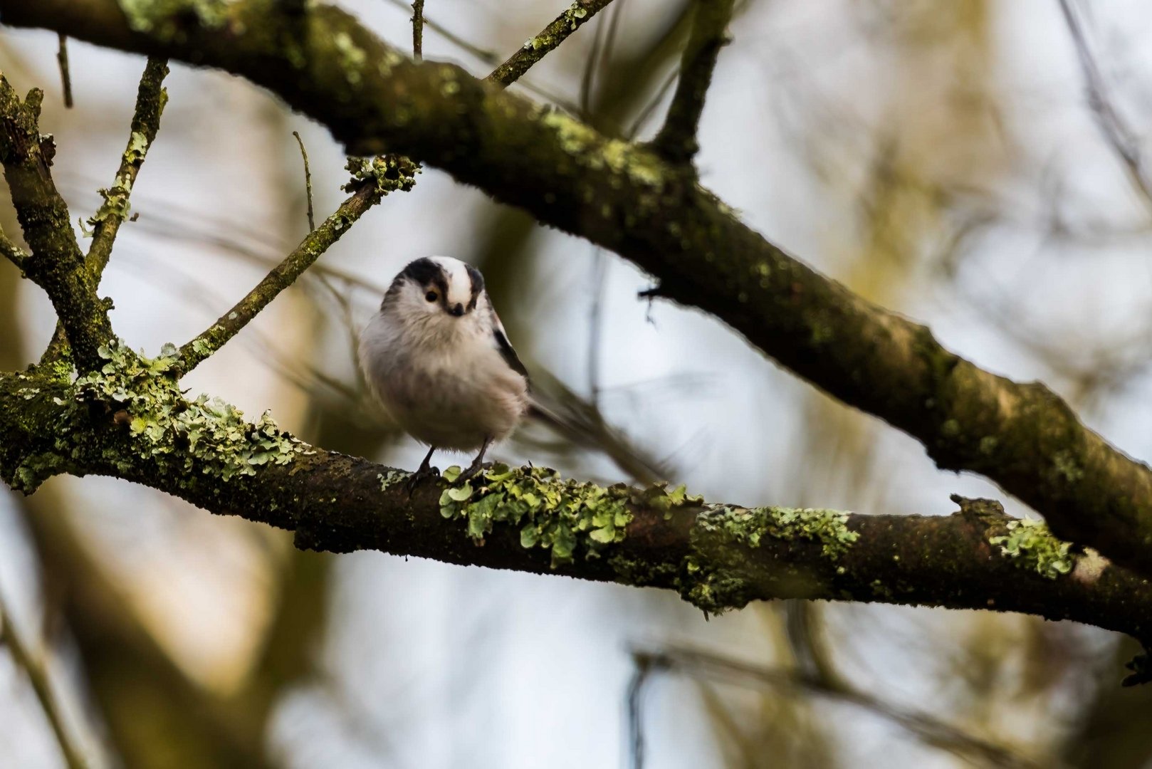 Schwanzmeise (Aegithalos caudatus) 