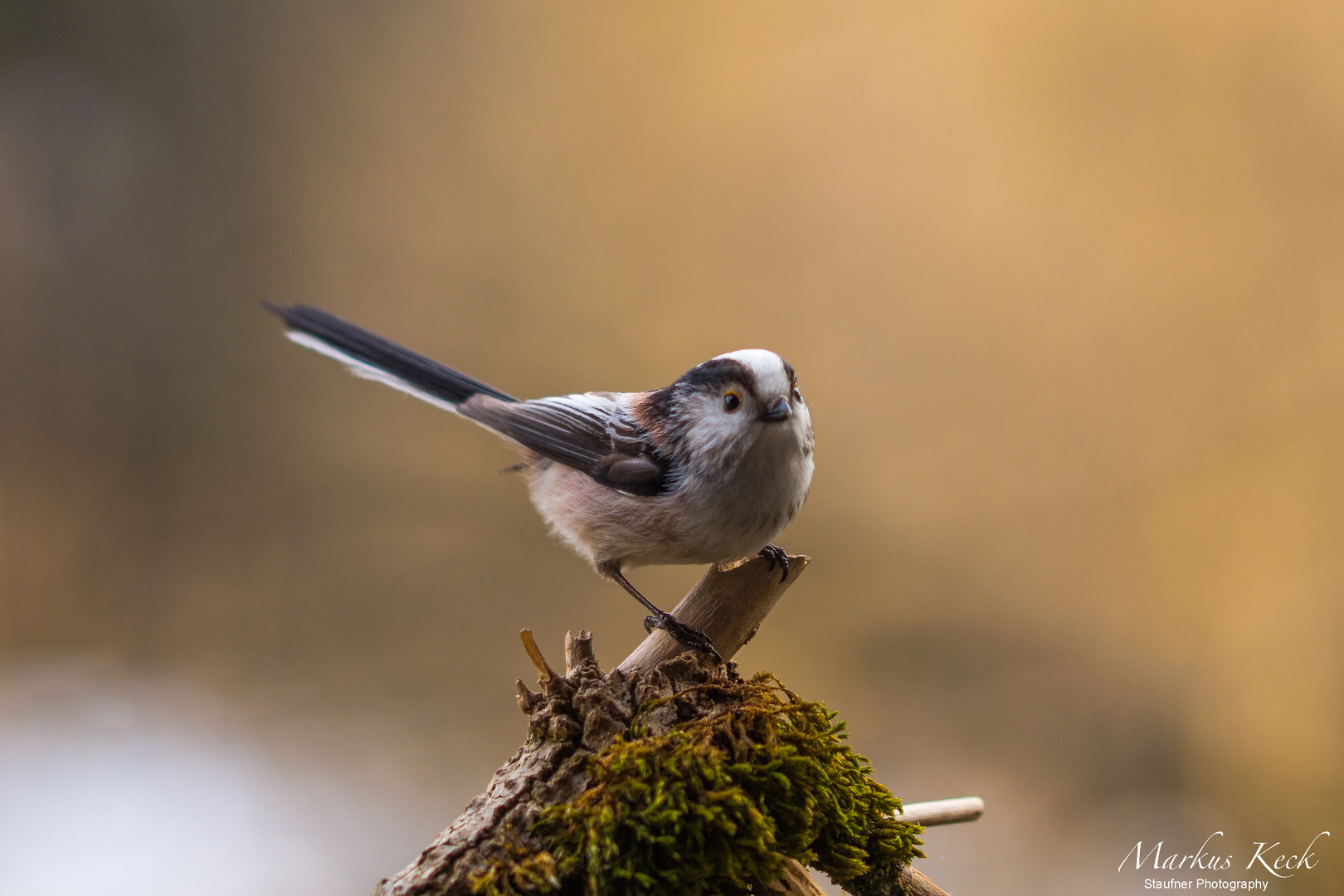 Schwanzmeise (Aegithalos caudatus)