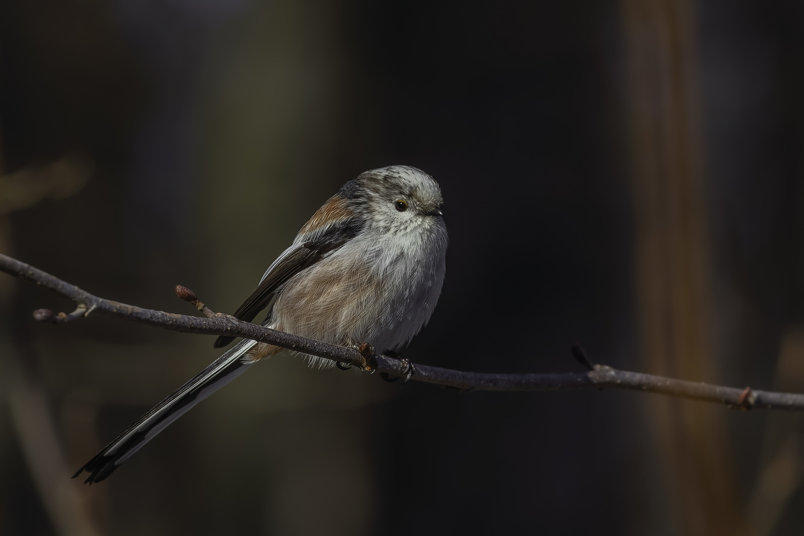 Schwanzmeise (Aegithalos caudatus)