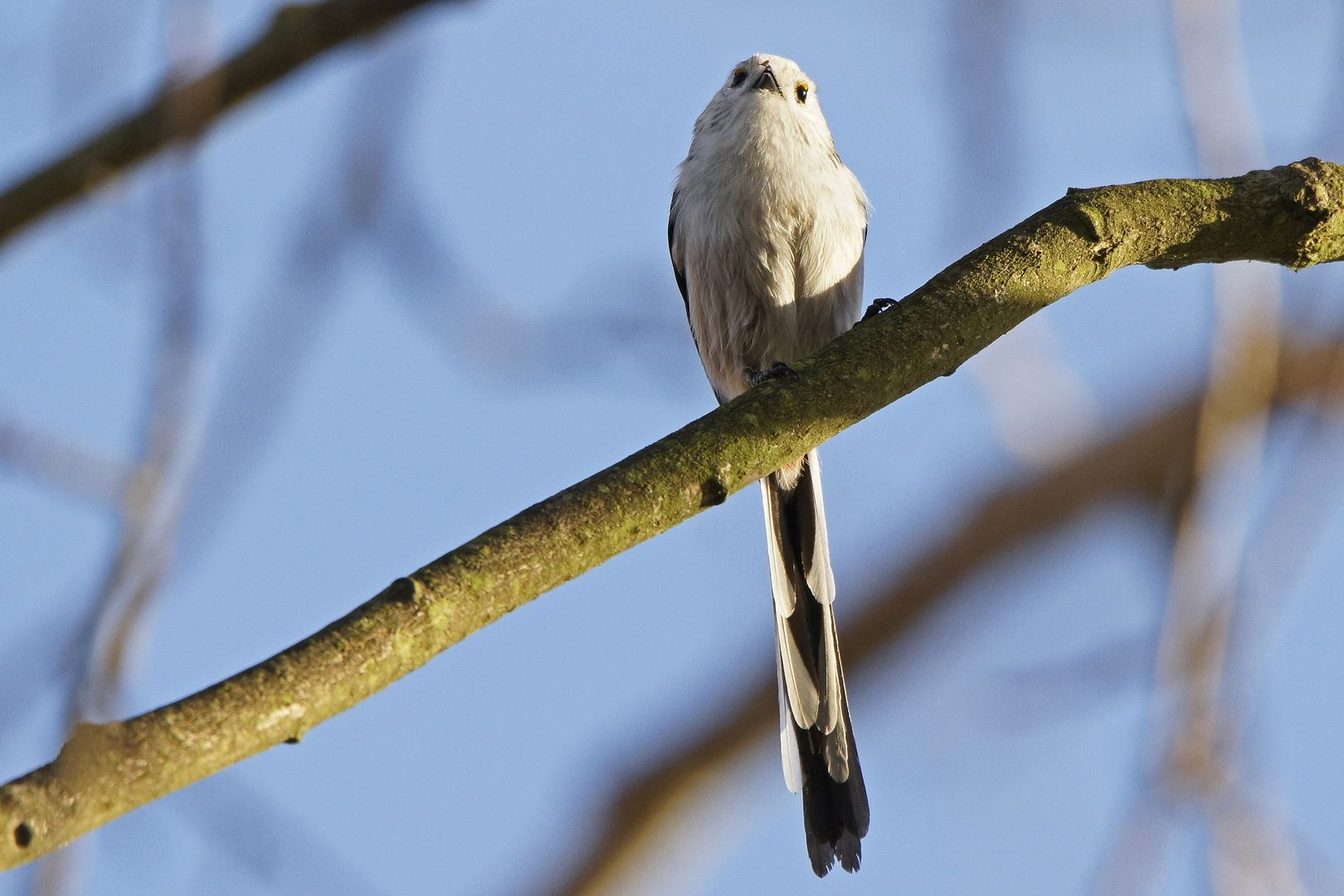 Schwanzmeise (Aegithalos caudatus)