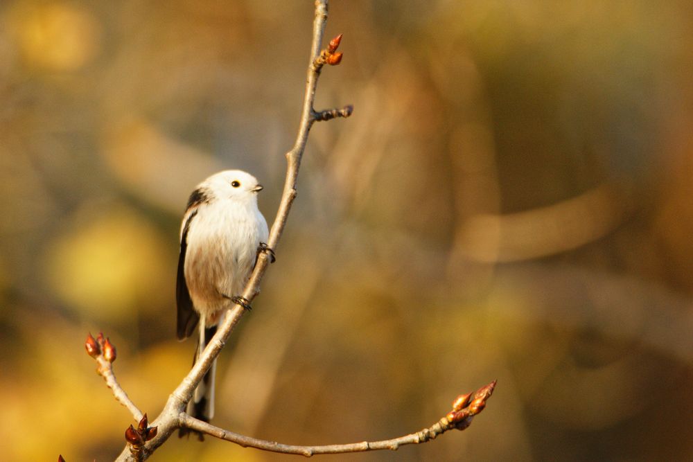 Schwanzmeise (Aegithalos caudatus)