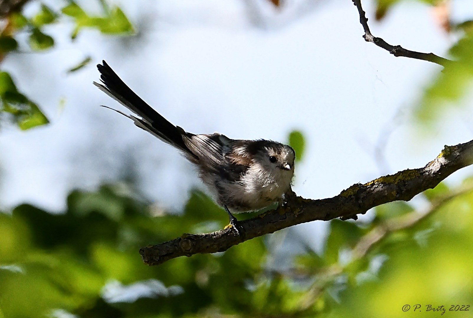 Schwanzmeise (Aegithalos caudatus)