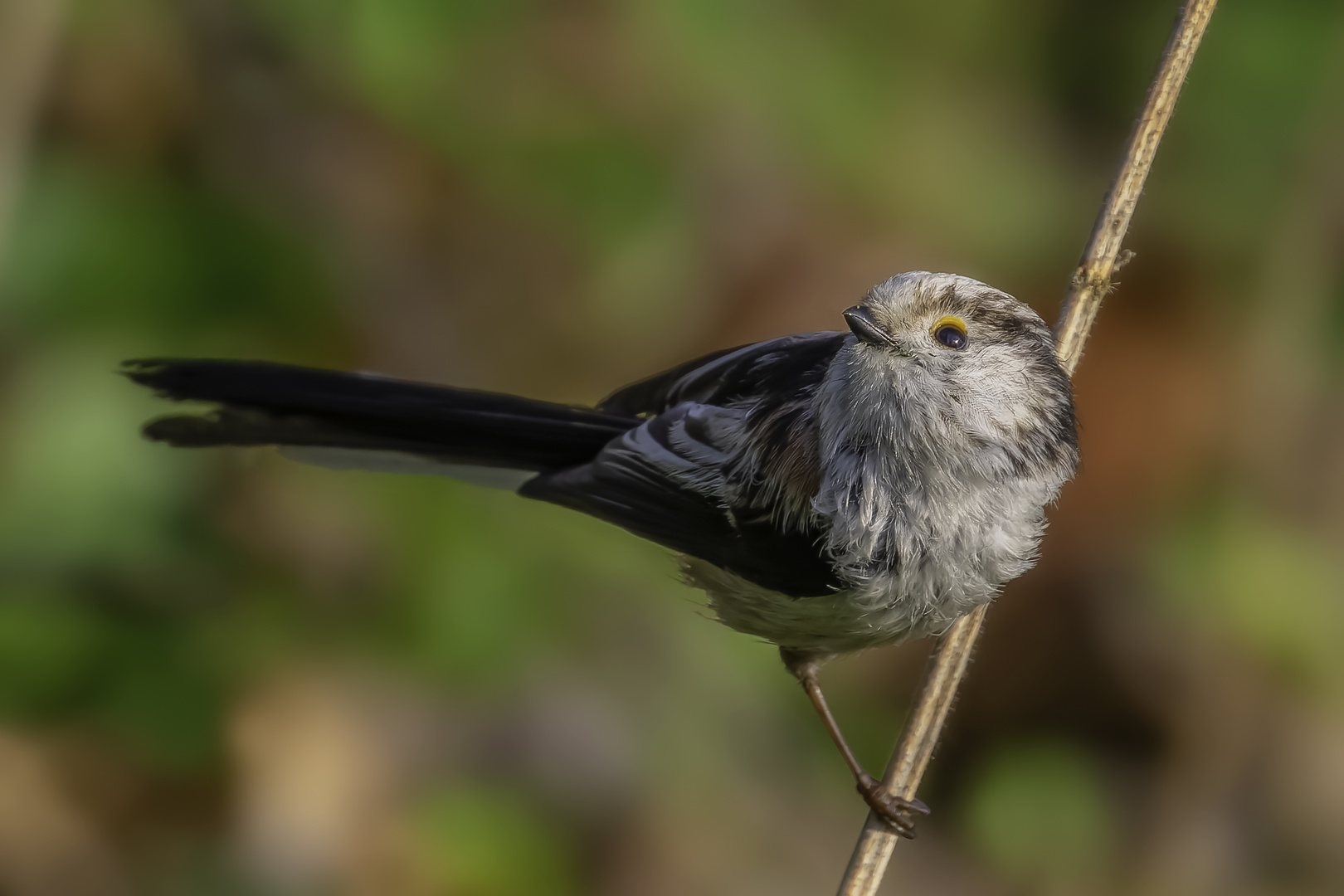 Schwanzmeise (Aegithalos caudatus)