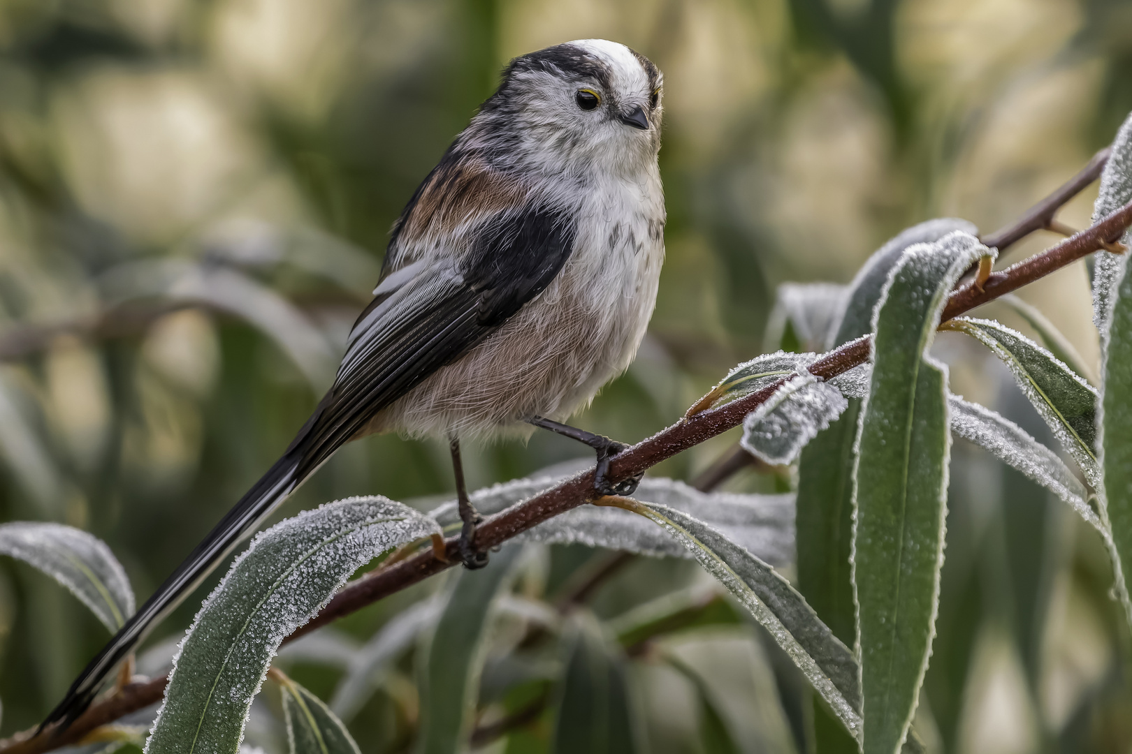 Schwanzmeise (Aegithalos caudatus)