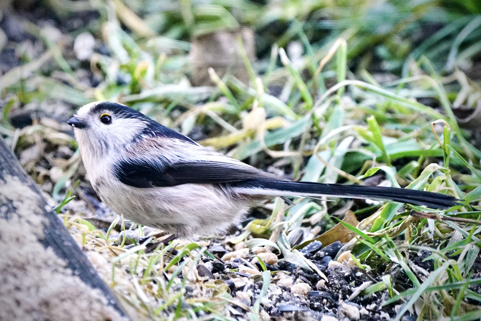 Schwanzmeise (Aegithalos caudatus)