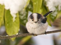 Schwanzmeise (Aegithalos caudatus) bei leichtem Schneefall und sanftem Sonnenlicht