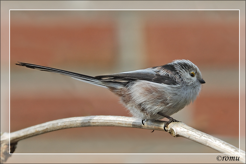 Schwanzmeise (Aegithalos caudatus)