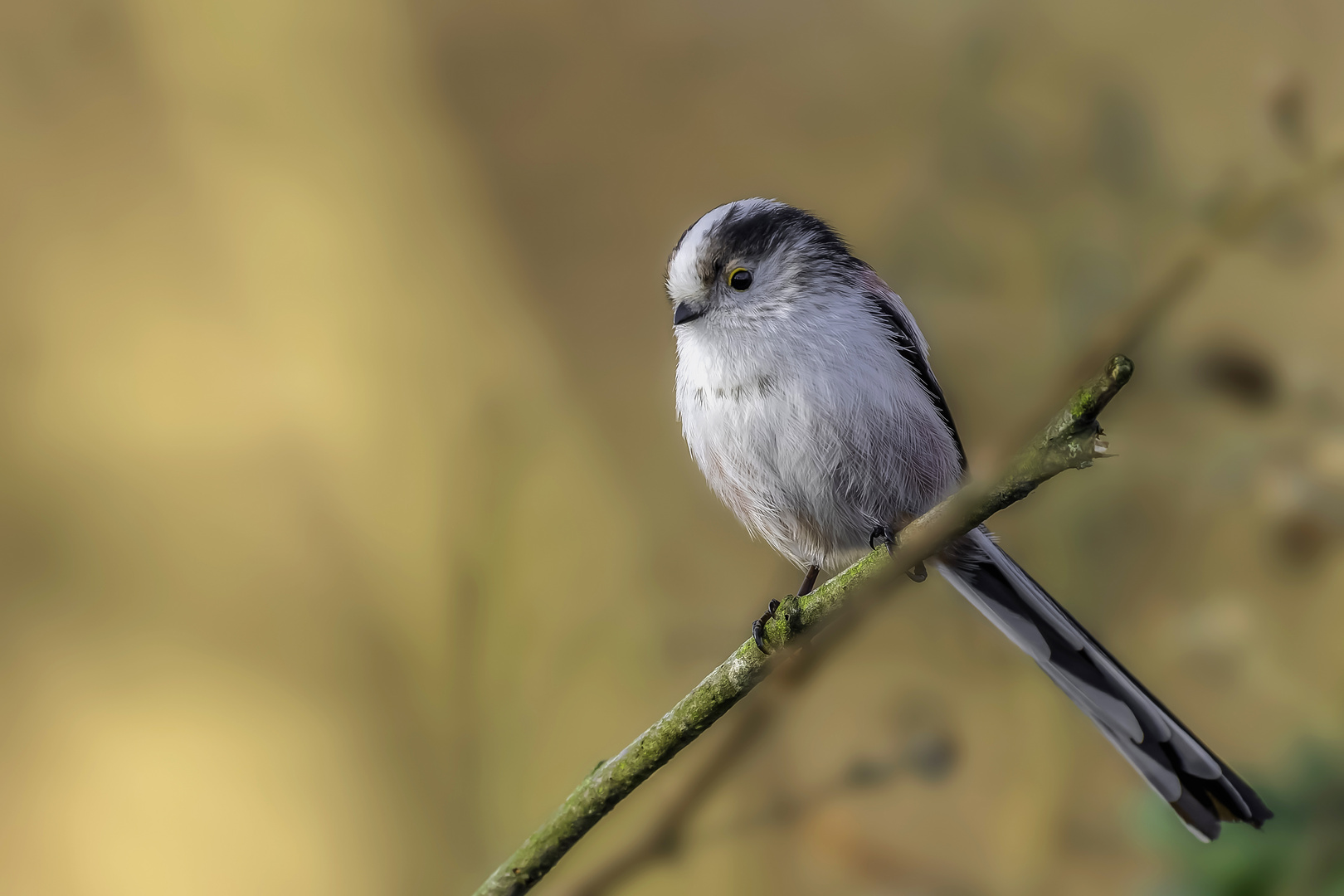 Schwanzmeise (Aegithalos caudatus)