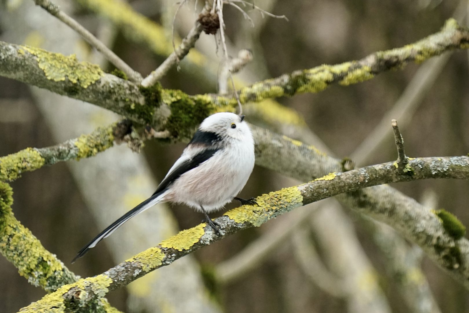 Schwanzmeise (Aegithalos caudatus)