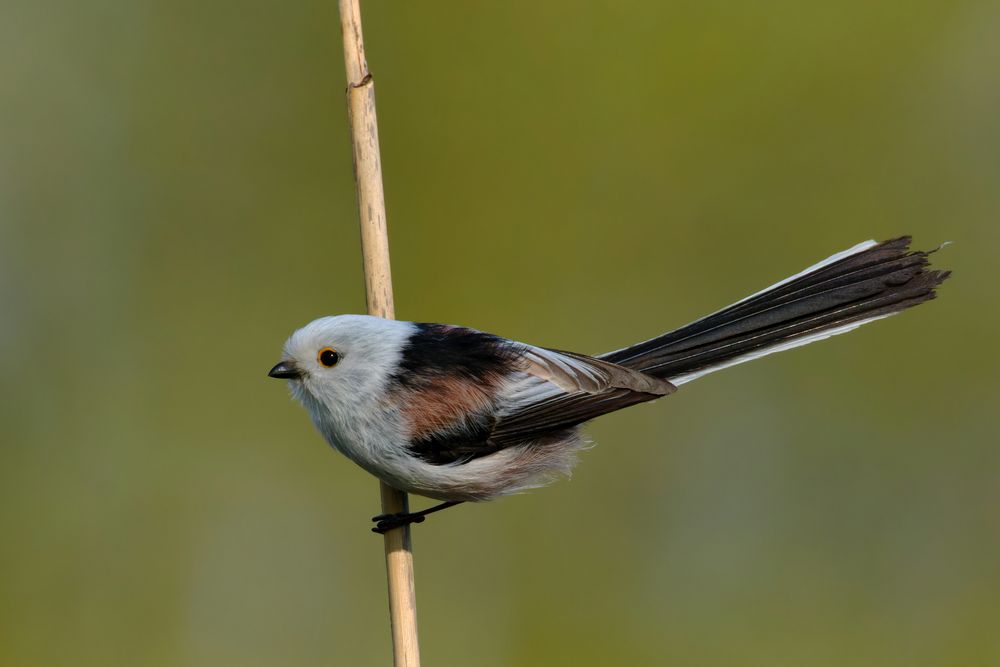 Schwanzmeise (Aegithalos caudatus caudatus)