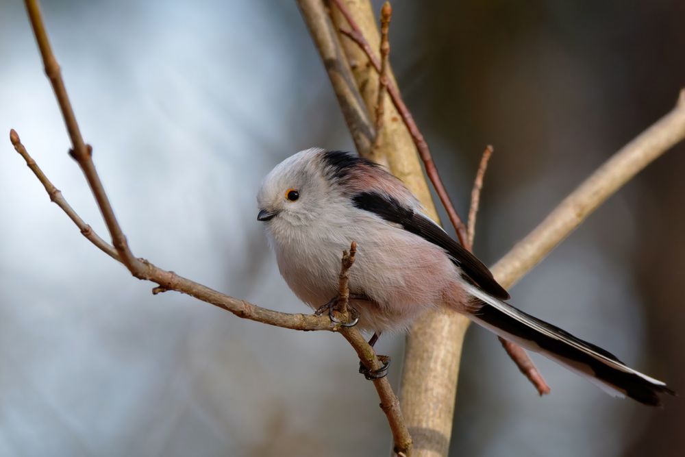 Schwanzmeise (Aegithalos caudatus caudatus) 