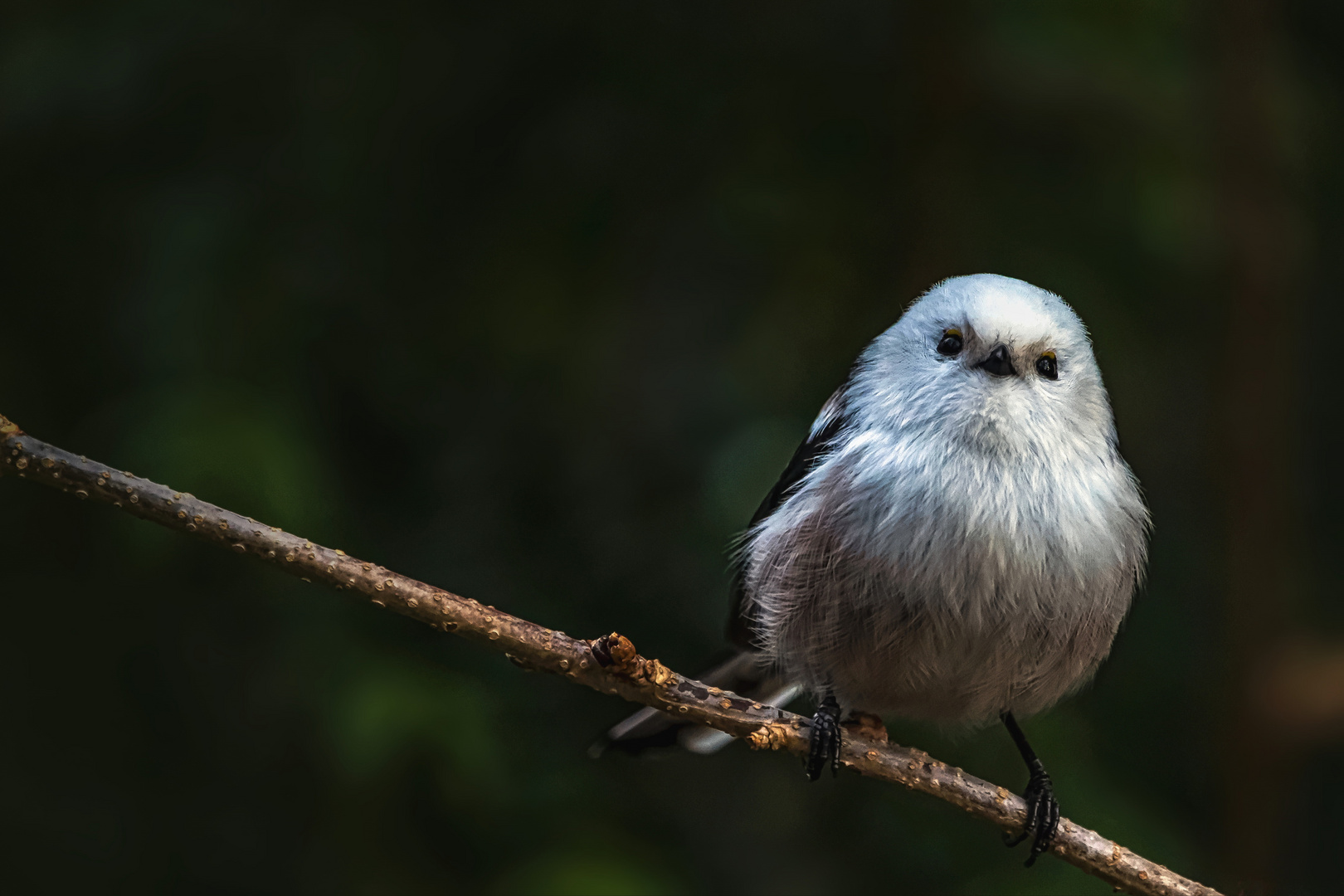  Schwanzmeise (Aegithalos caudatus)