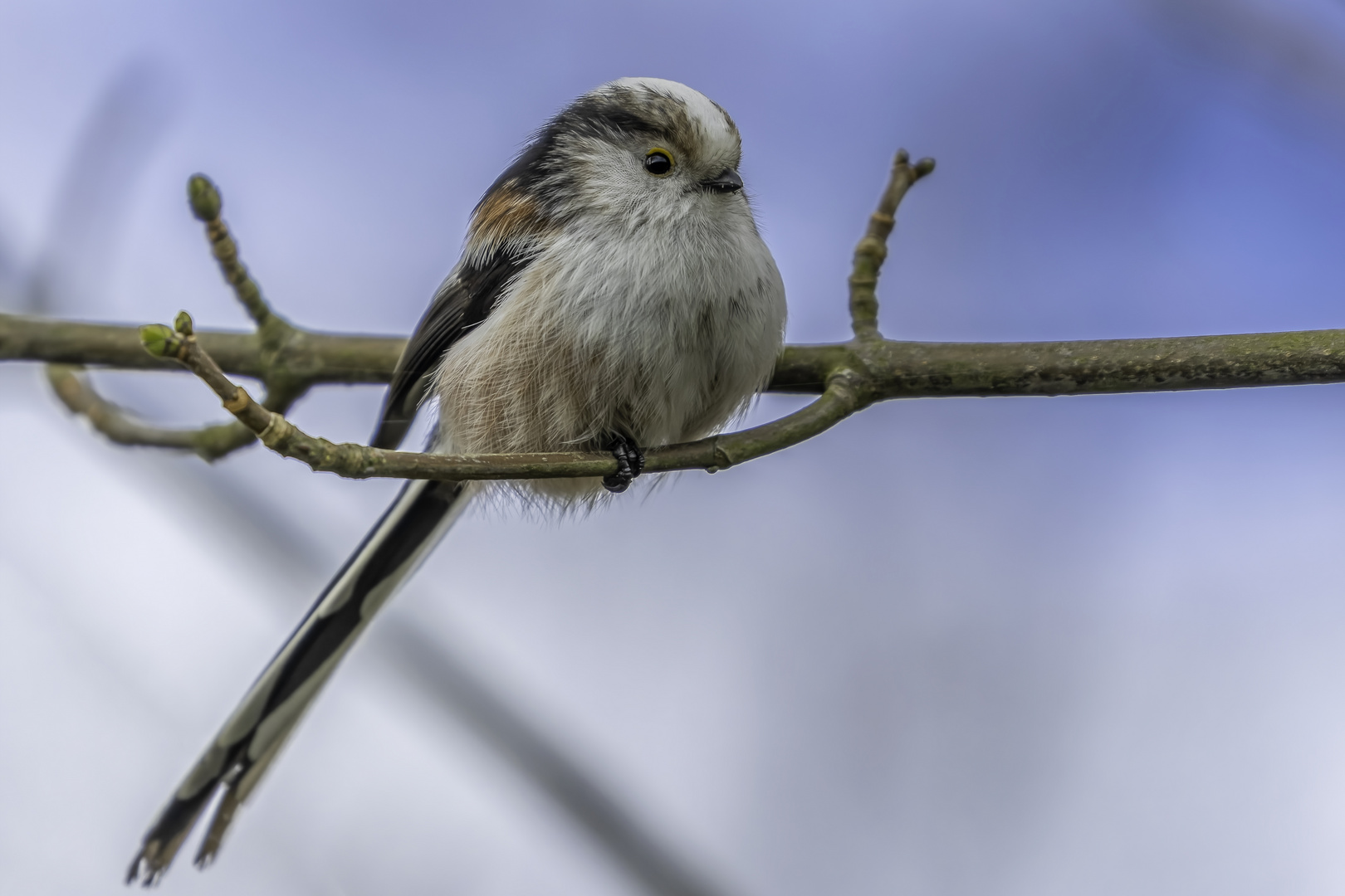 Schwanzmeise (Aegithalos caudatus)