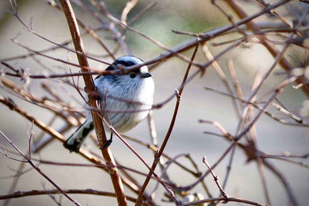 Schwanzmeise (Aegithalos caudatus)