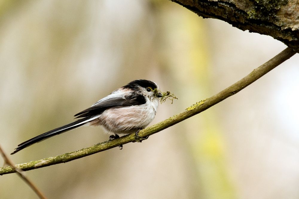 Schwanzmeise (Aegithalos caudatus)