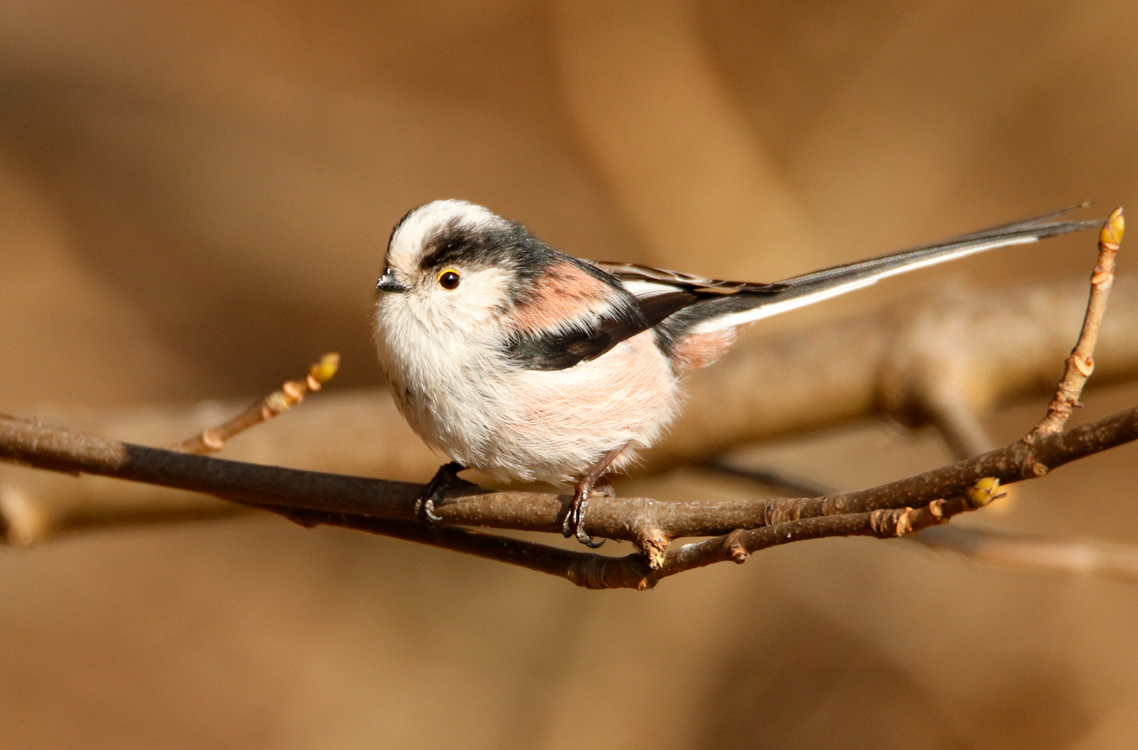 schwanzmeisen bilder