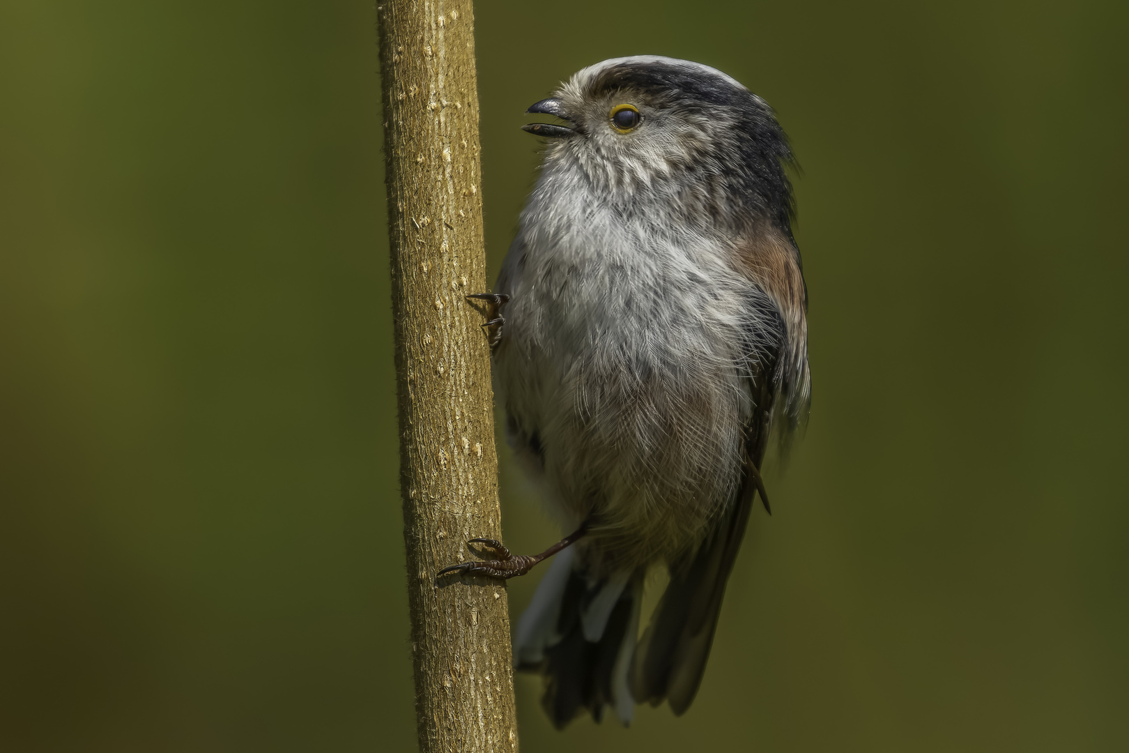 Schwanzmeise (Aegithalos caudatus)