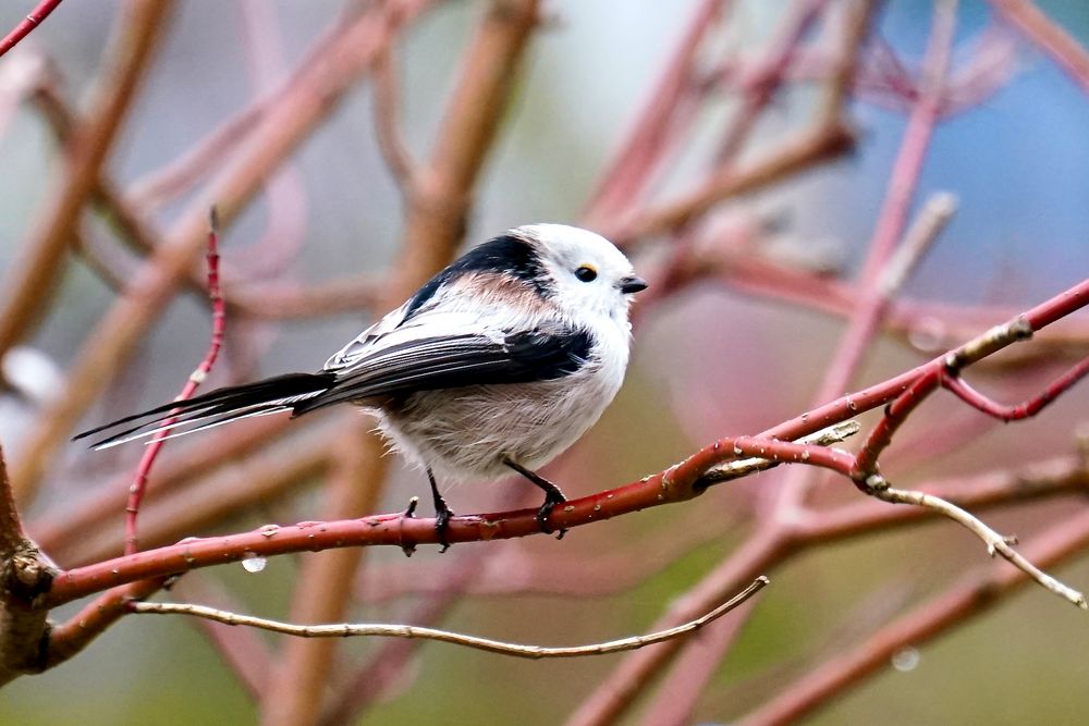 Schwanzmeise (Aegithalos caudatus europaeus)