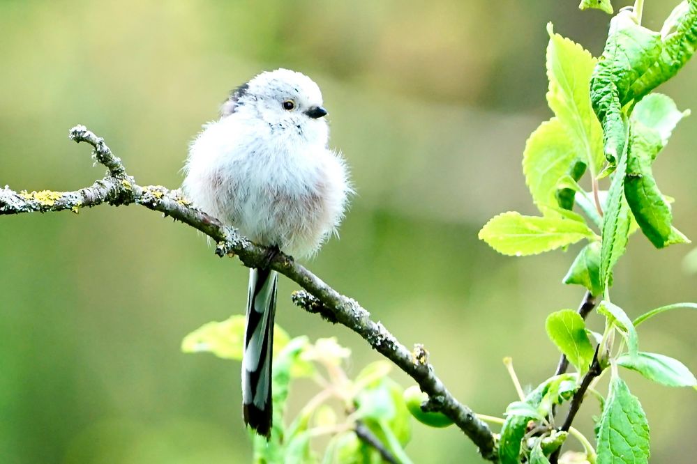 Schwanzmeise (Aegithalos caudatus europaeus)