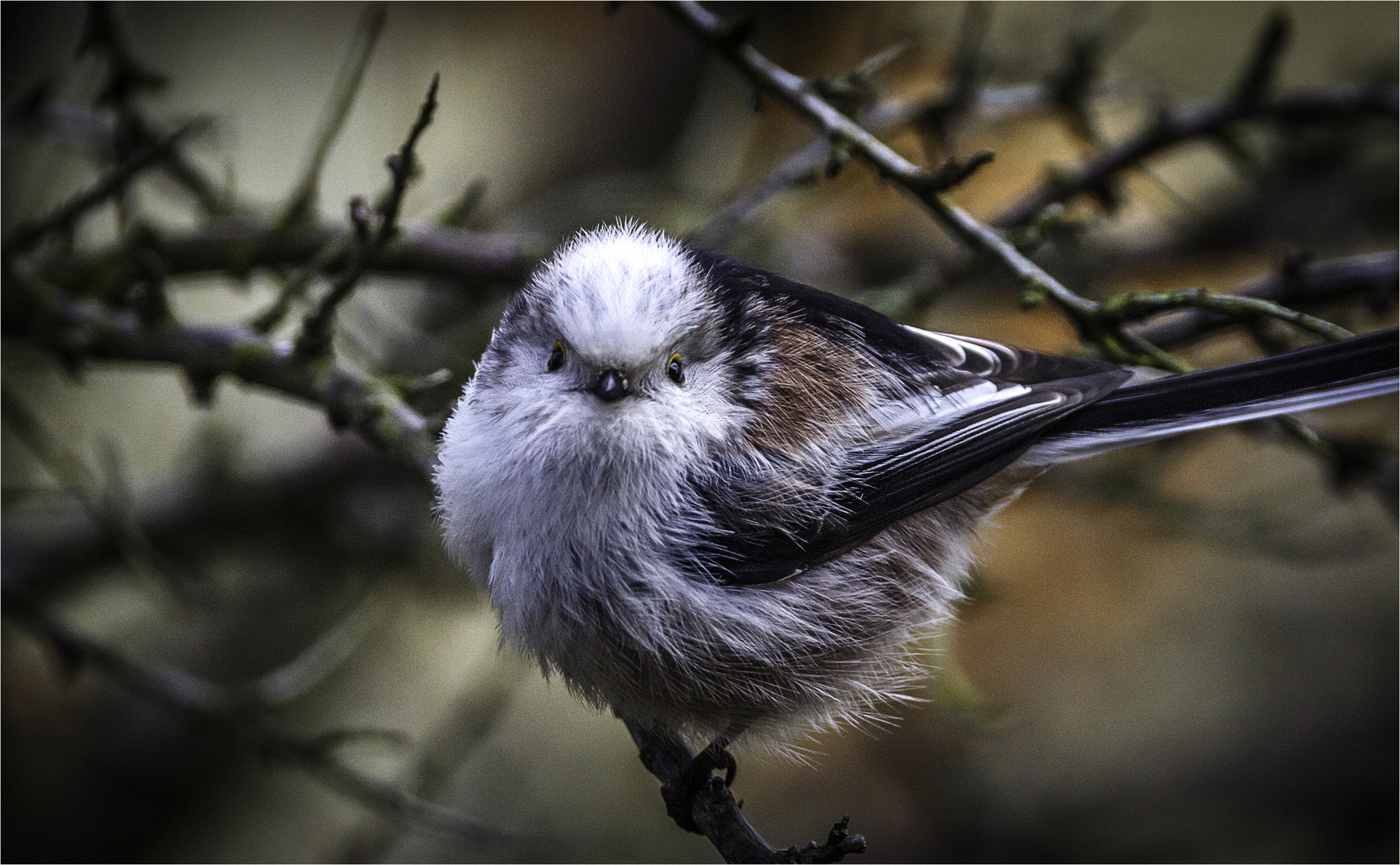 Schwanzmeise (Aegithalos caudatus europaeus)