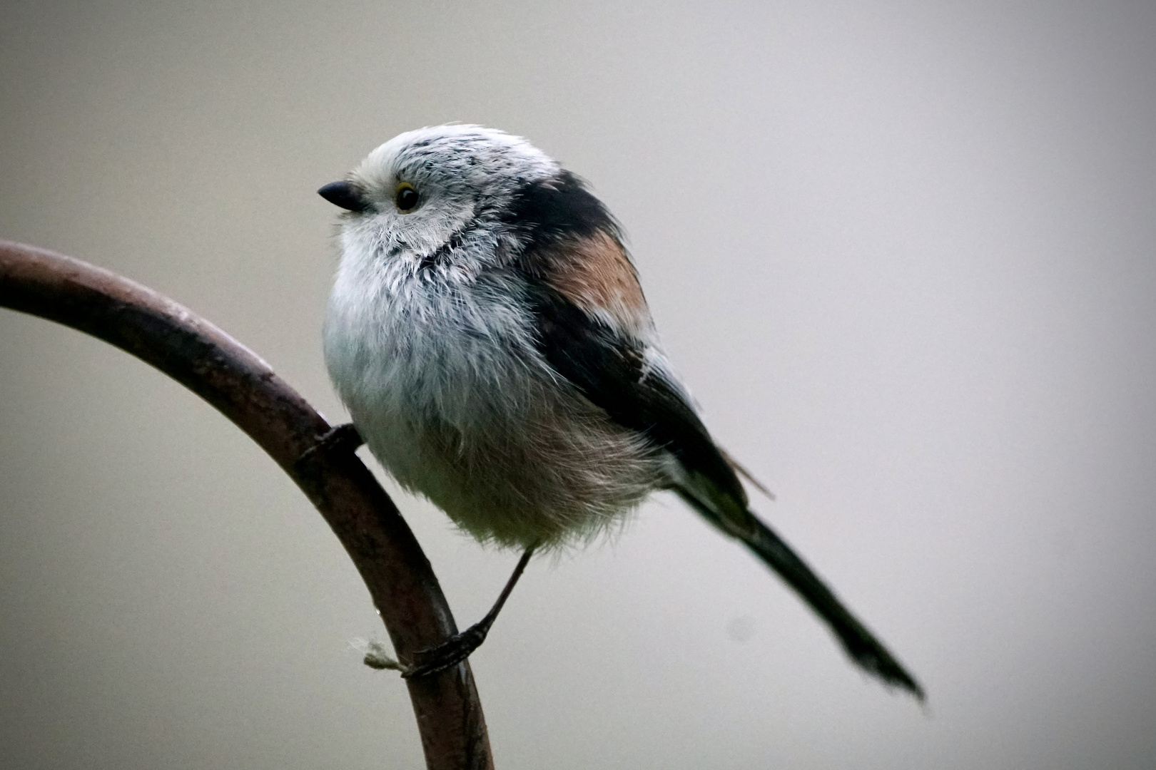 Schwanzmeise (Aegithalos caudatus europaeus)