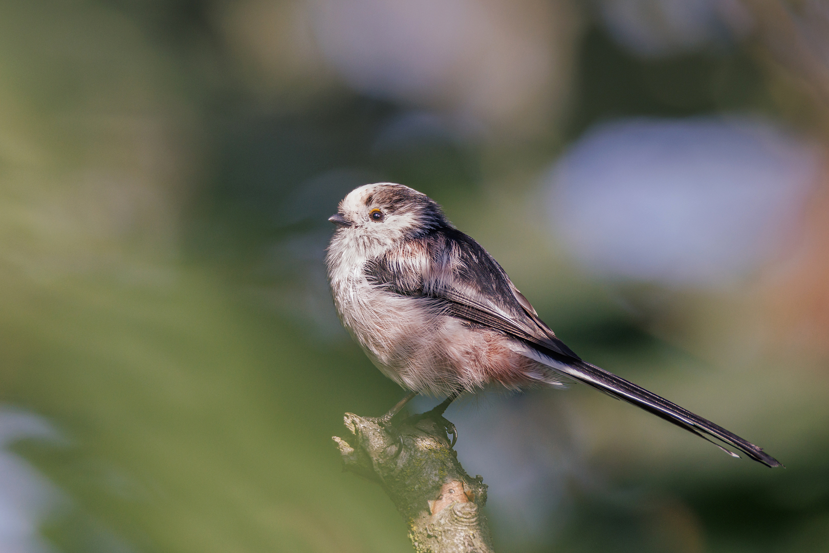 Schwanzmeise  ( Aegithalos caudatus europaeus )