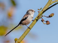 Schwanzmeise  ( Aegithalos caudatus europaeus )